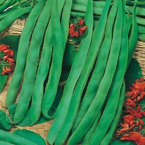 Runner Bean Scarlet Emperor Seeds Product Image