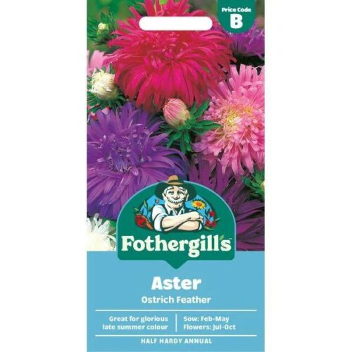 Aster Ostrich Feather Seeds Product Image