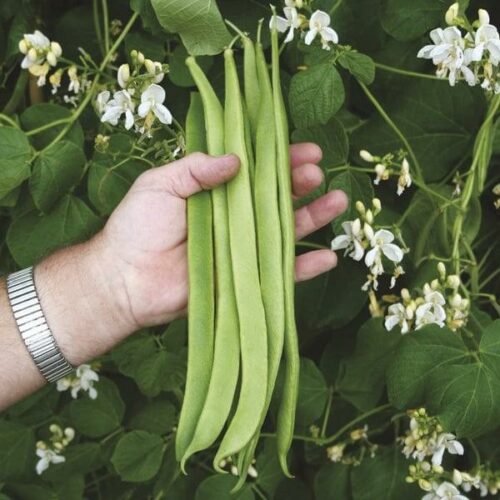 Runner Bean Moonlight Seeds Product Image