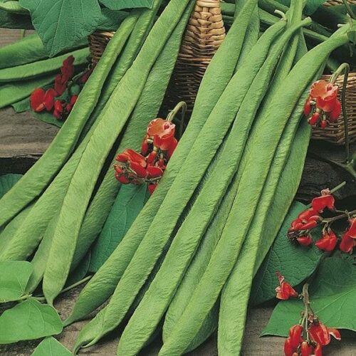 RHS Runner Bean Benchmaster Seeds Product Image