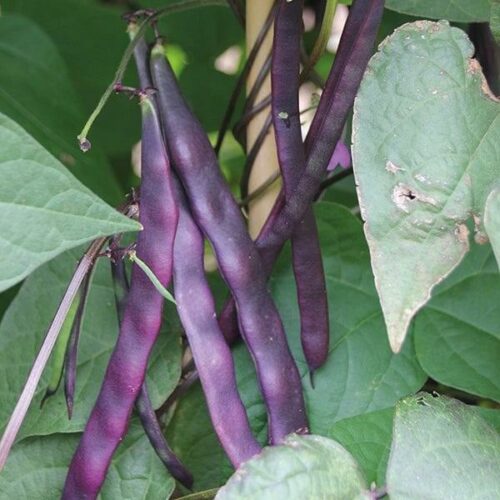 Dwarf Bean Amethyst Seeds Product Image