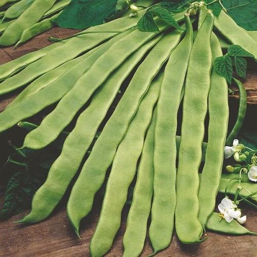 Climbing Bean Pantheon Seeds Product Image