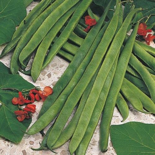 Runner Bean Armstrong Seeds Product Image