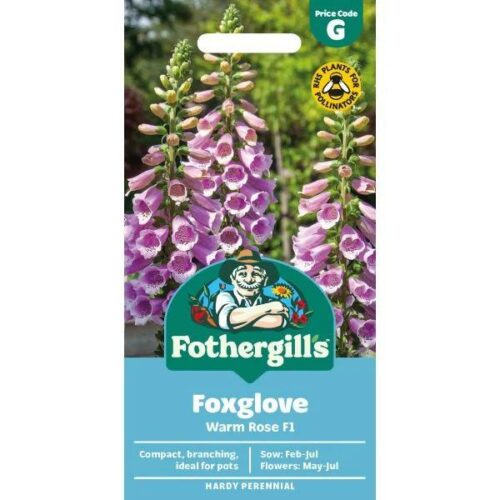 Foxglove Dottie Warm Rose F1 Seeds Product Image