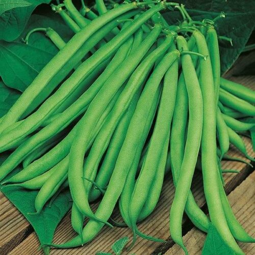Climbing Bean Blue Lake Seeds Product Image