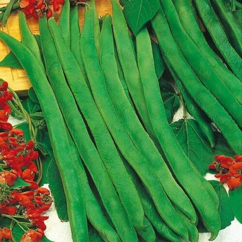 Runner Bean Enorma Seeds Product Image