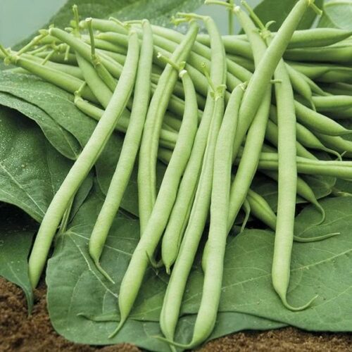 Dwarf (French) Bean Castandel Product Image