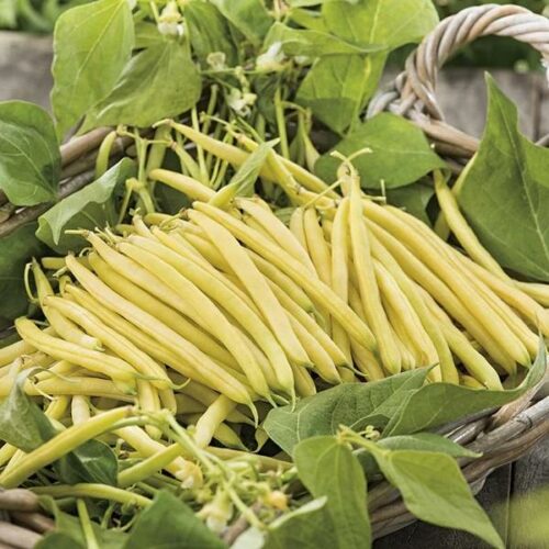 Dwarf (French) Bean Cala D’Or Product Image