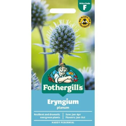 Eryngium Planum Flower Seeds Product Image