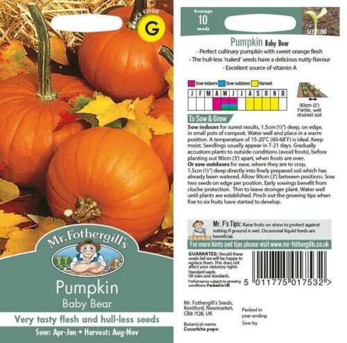 Pumpkin Baby Bear Seeds Product Image