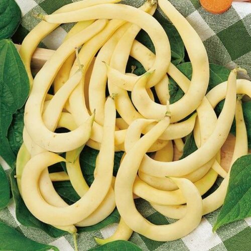 Climbing Bean Anellino giallo Seeds Product Image