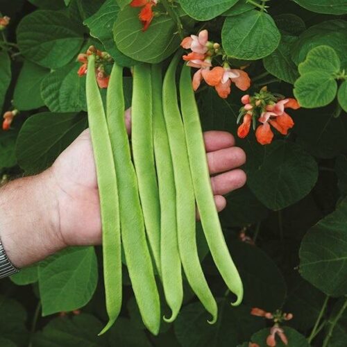 Runner Bean Celebration Seeds Product Image