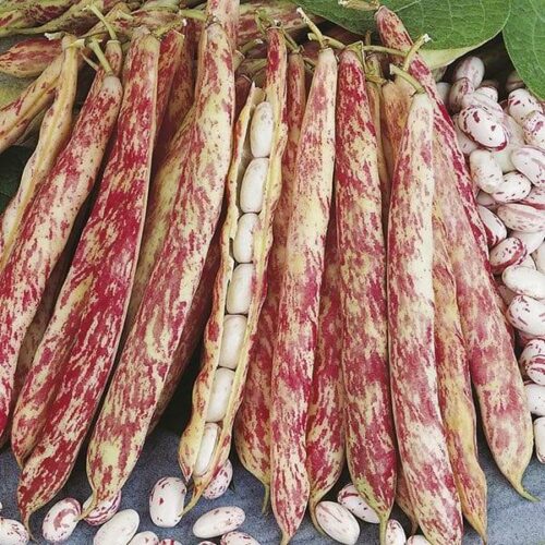 Dwarf Bean Borlotto di Vigevano nano Seeds Product Image