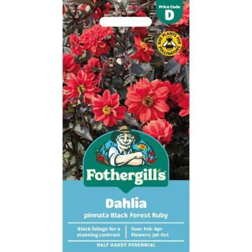 Dahlia Black Forest Ruby Seeds Product Image