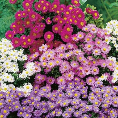 Michaelmas Daisy Mixed Seeds Product Image