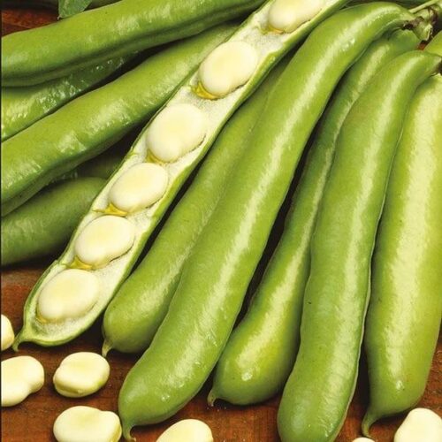 Broad Bean De Monica Seeds Product Image