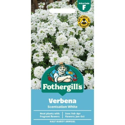 Verbena Scentsation White Seeds Product Image