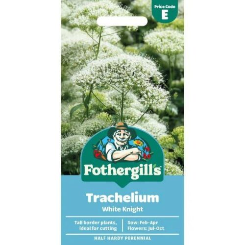 Trachelium White Knight Flower Seeds Product Image