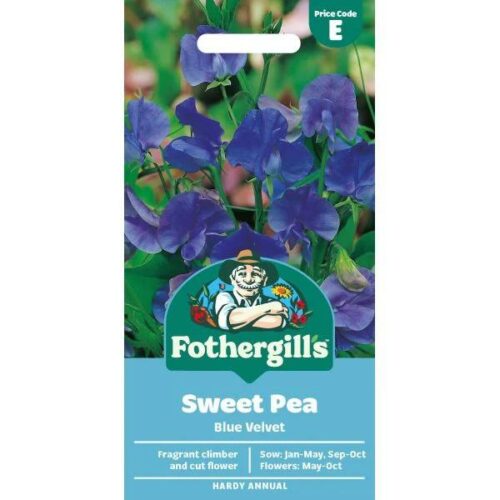 Sweet Pea Blue Velvet Seeds Product Image