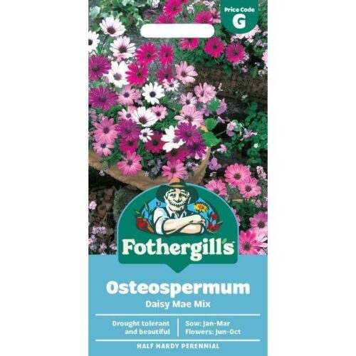 Osteospermum Daisy Mae Mixed Seeds Product Image