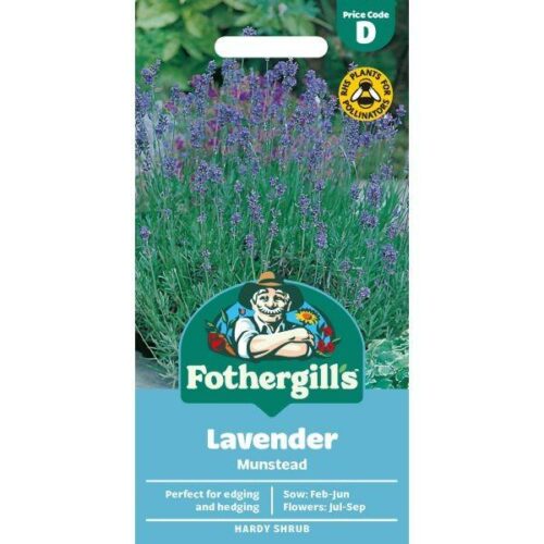 Lavender Munstead Strain Seeds Product Image