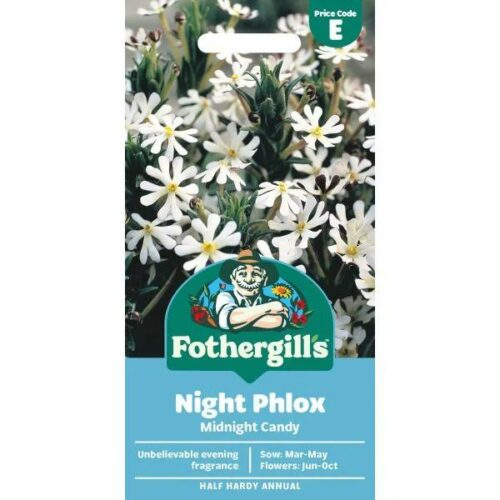 Night Phlox Midnight Candy Product Image
