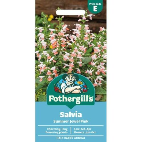 Scabious Blue Cushion Seeds Product Image